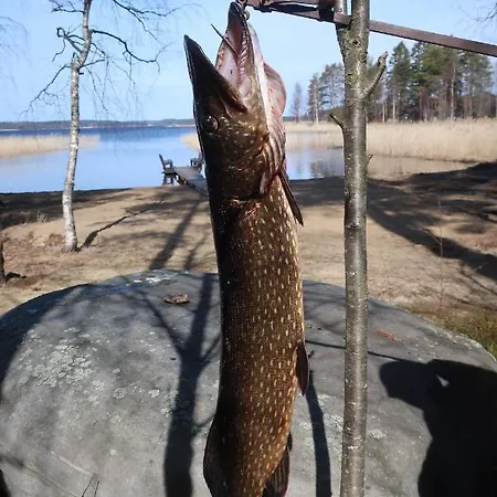 Nordic Lights * Rääkkylä